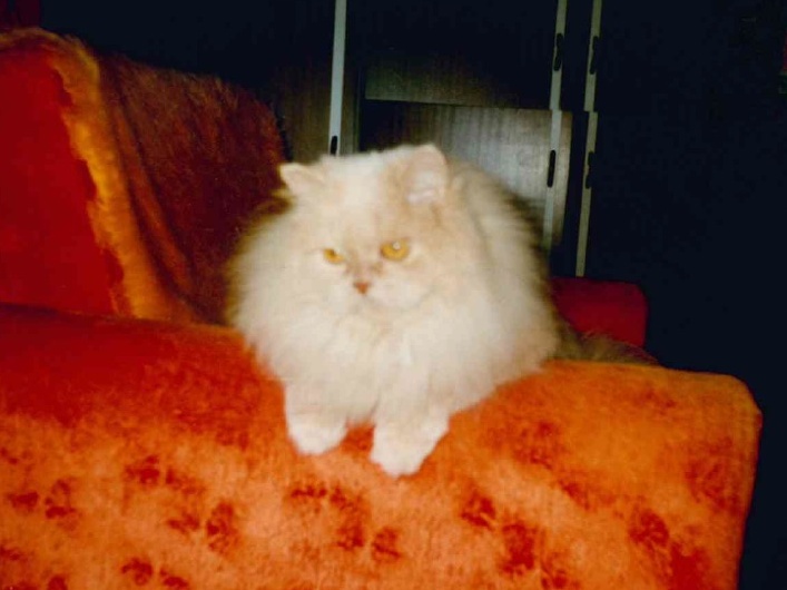 Tomík